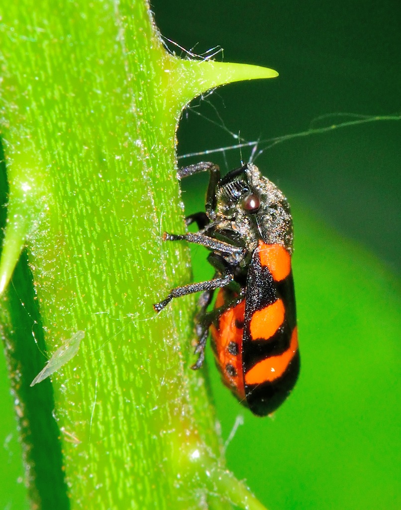 Cercopis sp? C.sanguinolenta